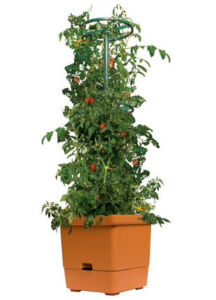 Tomato Tree w/3' Tower